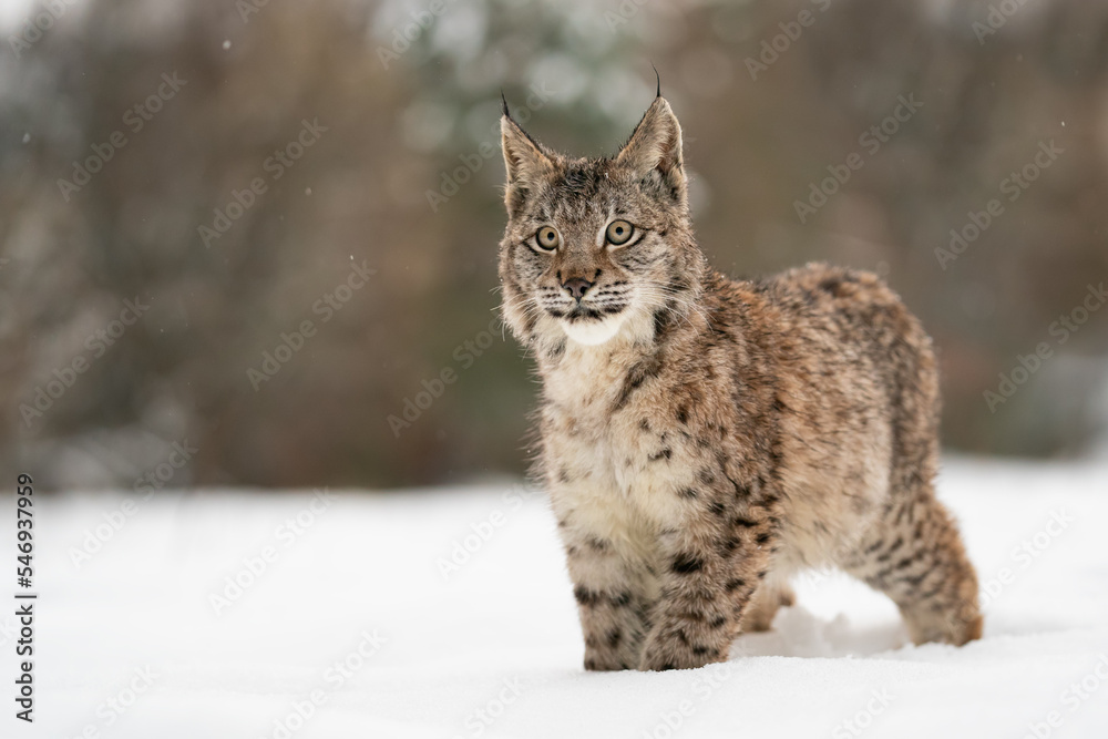 Obraz premium Lynx cub standing in the snow and looking front to the camera. Winter with dangerous animal. Wildlife in cold weather.