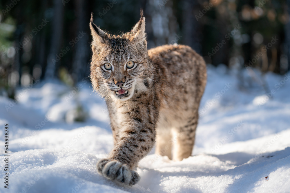 Obraz premium Close-up photo of lynx cub walking in the winter snowy forest with open mouth. Wildlife lynx animal in natural habitat.