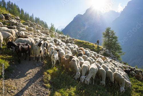 Hiking around Mont Blanc, Alpine landscape, sheeps