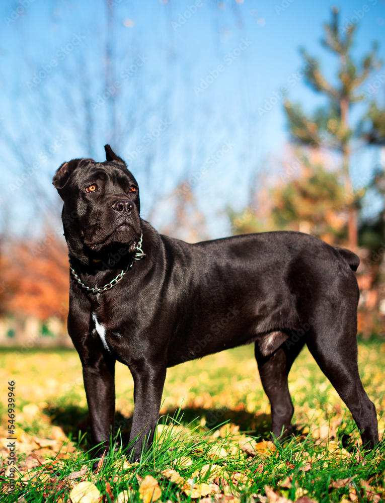 A black Cane Corso dog stands on a background of blurred yellow trees. The dog is ten months old. The photo is blurred. A black Cane Corso dog stands on a background of blurred yellow trees. The dog is ten months old. The photo is blurred.