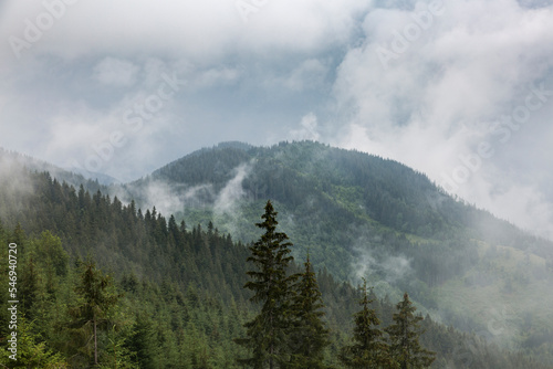 Misty dark forest mountain range in gray deep fog and clouds rising up, Carpathians mountains, Chornogora, Ukraine