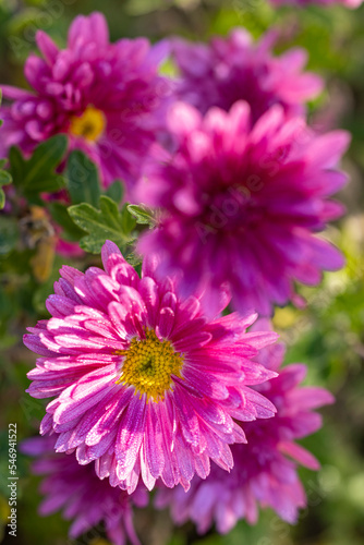 Beautiful pink violet chrysanthemum with dew drops in the garden. Sunny day  shall depth of the field