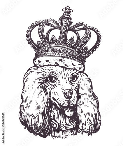Portrait of cute Dog poodle with crown on his head. Pet animal, puppy head sketch. Vintage vector illustration