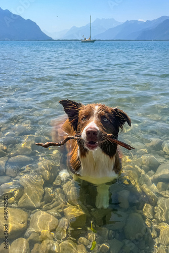 Hiking around Mont Blanc, Alpine landscape, dog bordercolie