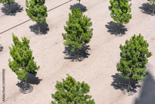 Aerial view of trees and concrete sidewalk on hot summer day at noon