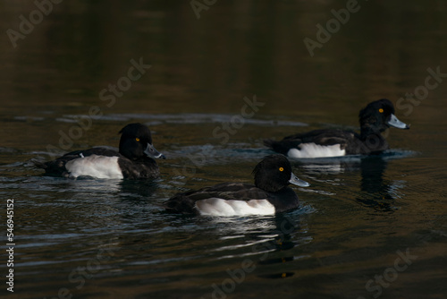 Three beautiful male Tufted Ducks (Anatidae). Noord-Holland in the Netherlands 