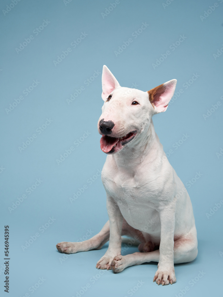 happy bull terrier on a blue background. cute dog studio, for design.