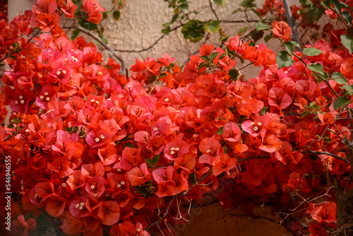 Close-up of Bougainvillea flowers blooming in summer in south of France
