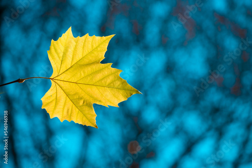 Yellow sycamore leaf against the blue sky.