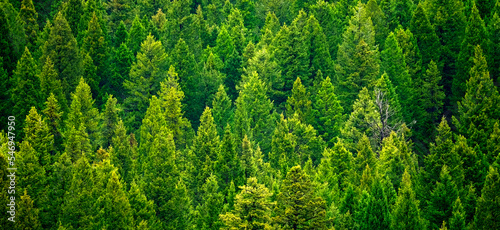 Forest of pine trees in wilderness mountains rugged green growth flush environment
