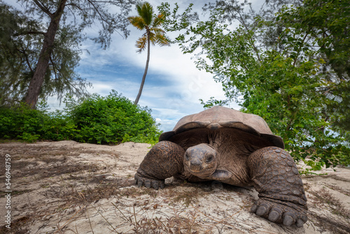 Aldabra giant tortoise freely roaming in the nature photo