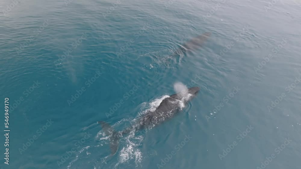 Ballenas Jorobadas nadando cerca de grandes icebergs Ballenas Jorobadas nadando cerca de grandes icebergs