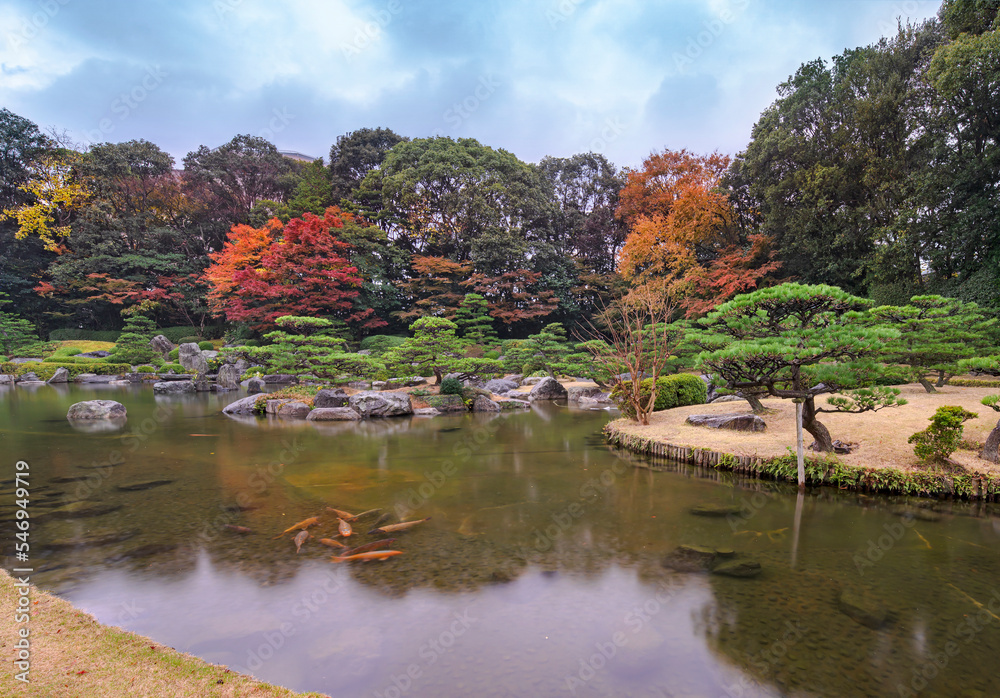 fukuoka, kyushu - december 07 2021: Autumn landscape of the Ohori Park Japanese Garden with koi carps swimming in the Ue-no-Ike pond surrounded by red momiji maple trees and niwaki pine trees. fukuoka, kyushu - december 07 2021: Autumn landscape of the Ohori Park Japanese Garden with koi carps swimming in the Ue-no-Ike pond surrounded by red momiji maple trees and niwaki pine trees.