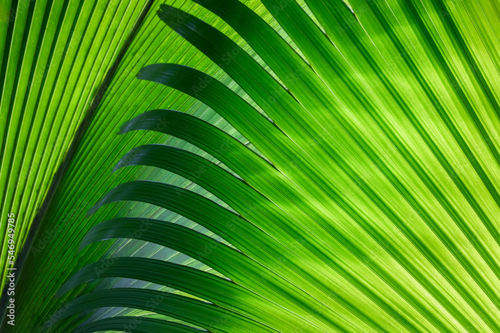 Green palm leaf detail