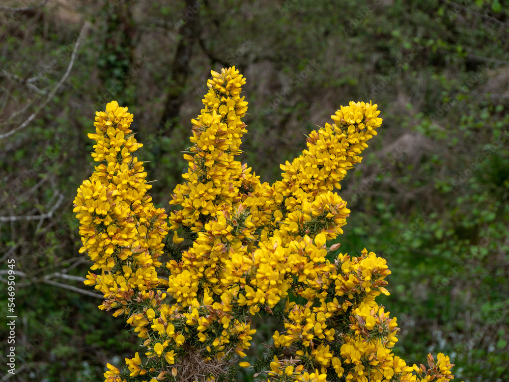 Obraz premium A bush, inflorescences of yellow flowers, a plant. Ulex known as gorse, furze, or whin is a genus of flowering plants in the family Fabaceae.