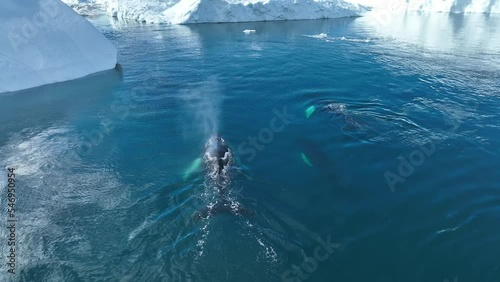 Ballenas Jorobadas nadando cerca de grandes icebergs photo