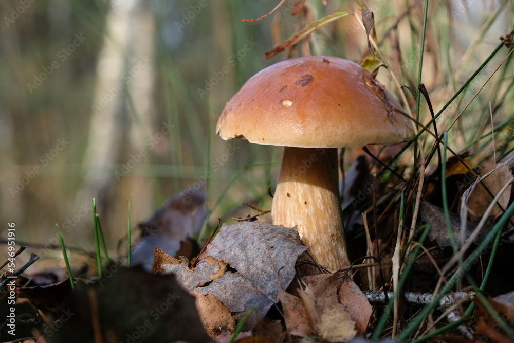 Boletus in an autumn forest. Sunny morning. Copy space. Boletus in an autumn forest. Sunny morning. Copy space.