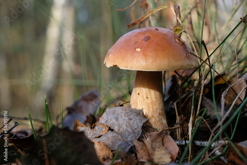 Boletus in an autumn forest. Sunny morning. Copy space. 