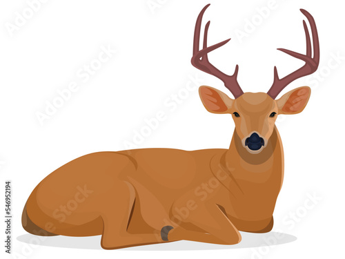Deer sitting, Deer Relaxing on the ground