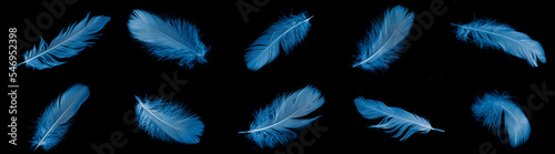 blue goose feather on black isolated background