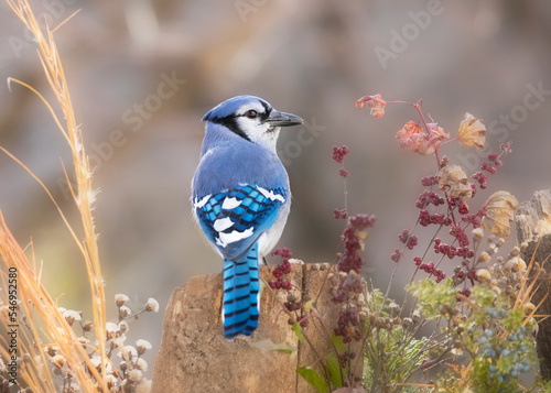 Fotografie, Obraz blue jay on perch in autumn