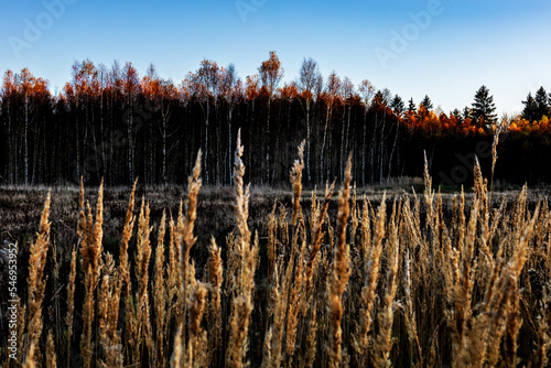 Fototapeta Naklejka Na Ścianę i Meble -  Brzozy  podświetlone zachodzącym słońcem.