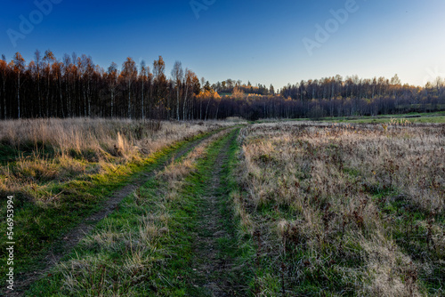 Fototapeta Naklejka Na Ścianę i Meble -  Brzozy  podświetlone zachodzącym słońcem.