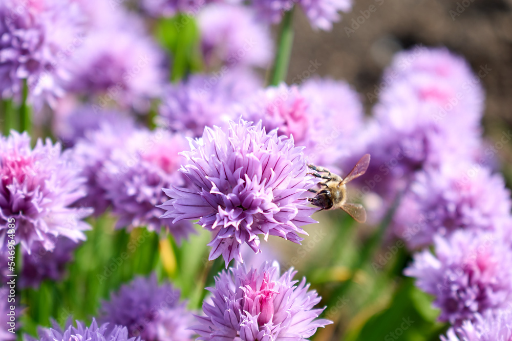 A beautiful pink flower in the center of the frame and a bee on this flower with a background of the same flowers
A beautiful pink flower in the center of the frame and a bee on this flower with a background of the same flowers