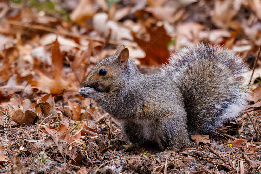 Wild Eastern gray squirrel (Sciurus carolinensis) sitting on ground eating seed during fall.Selective focus, background blur and foreground blur
Wild Eastern gray squirrel (Sciurus carolinensis) sitting on ground eating seed during fall.Selective focus, background blur and foreground blur