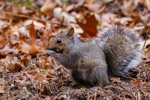 Wild Eastern gray squirrel  Sciurus carolinensis  sitting on ground eating seed during fall.Selective focus  background blur and foreground blur 
