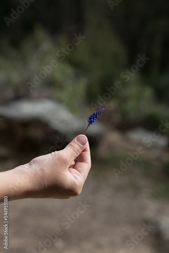 Lavender in hand