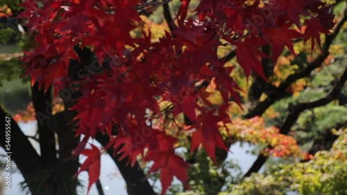 Maple trees leaves turned red in the fall in a japanese garden in autum photo