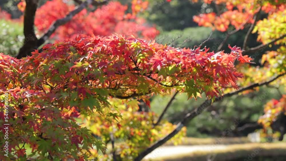 Maple trees leaves turned red in the fall in a japanese garden in autum Maple trees leaves turned red in the fall in a japanese garden in autum
