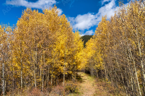 Fall foliage landscape in Colorado