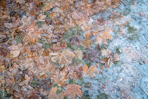 Miedzy jesienią a zimą. Pierwsze przymrozki na jesiennych liściach leżących na ziemi. 