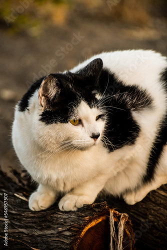 Cat on logs