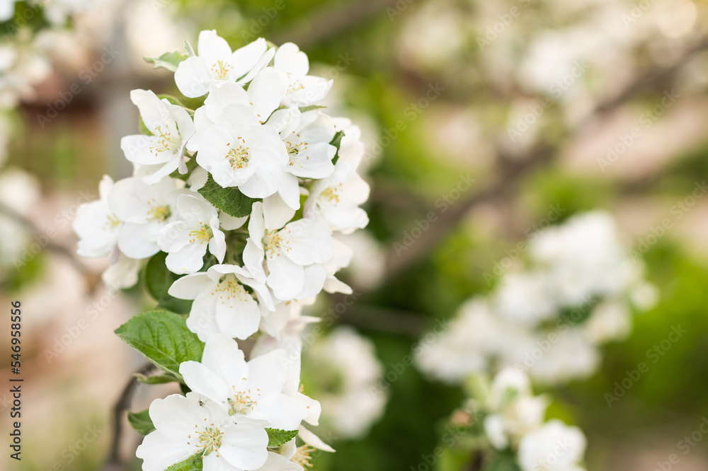 White flowers bloom in the trees. Beautiful blooming garden on a sunny day