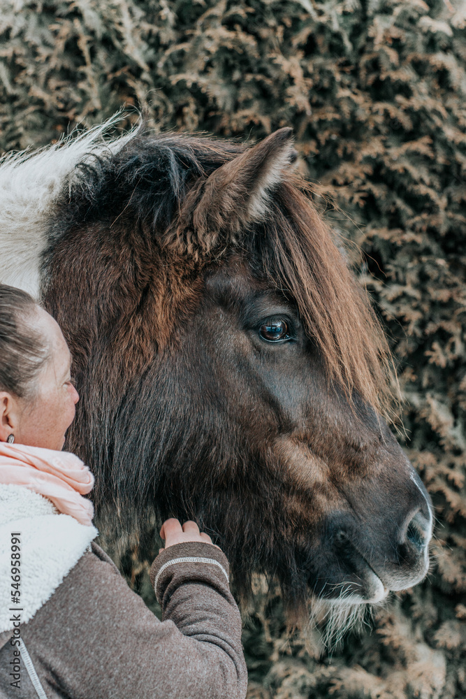 Fototapeta premium Pferdeliebe / Ponyliebe