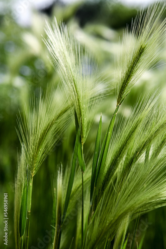 Foxtail barley (Hordeum jubatum) in the field