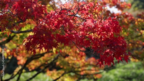Maple trees leaves turned red in the fall in a japanese garden in autum