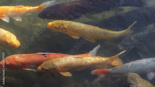 Japanese white crucian carp(koi) swimming in a pond in a japanese garden