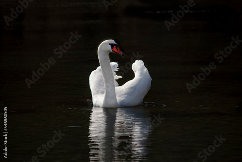 white swan on the lake, black background