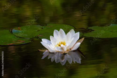 Nymphaea alba  the white waterlily  European white water lily or white nenuphar  is an aquatic flowering plant in the family Nymphaeaceae