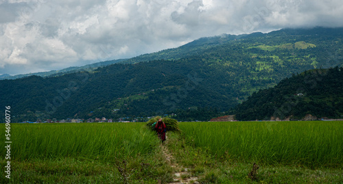 Woman carrying harvested plants on her back in a field