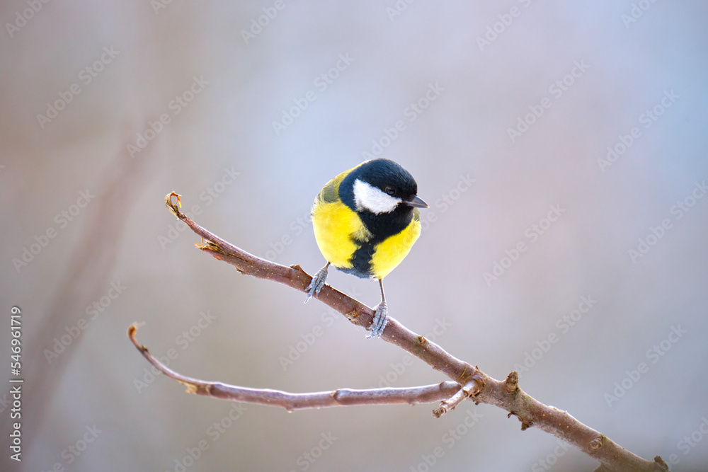 Obraz premium Yellow wild tit bird perching on tree branch on cold winter day