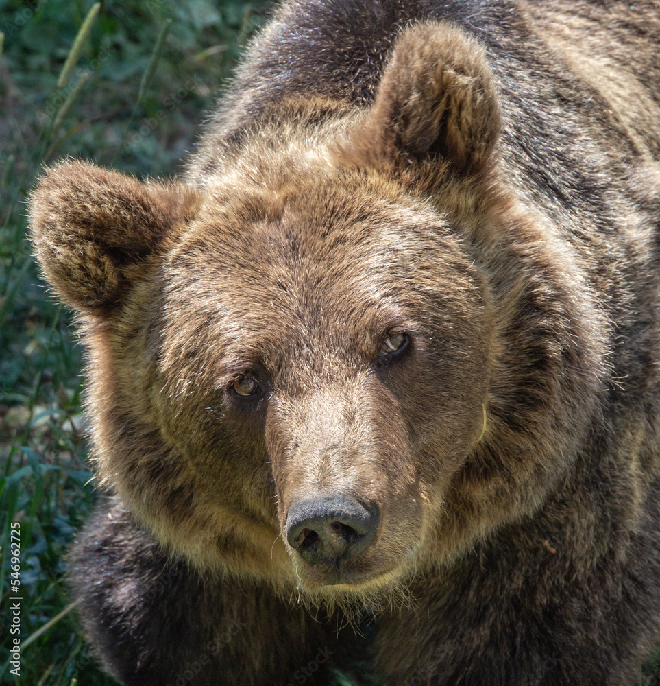 Portrait of a brown bear looking at the photographer. Les Angles, Oriental Pyrenees, France.
