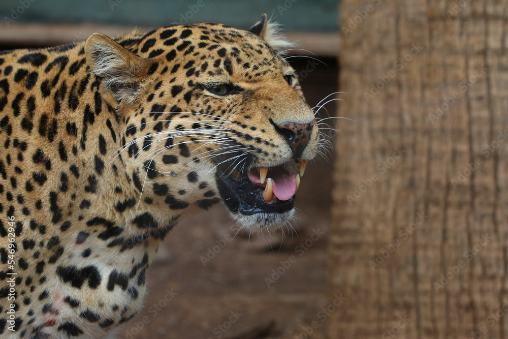 Leopard (Panthera pardus) auch Panther oder Panter, Raubkatze, Afrika, Südasien Leopard (Panthera pardus) auch Panther oder Panter, Raubkatze, Afrika, Südasien