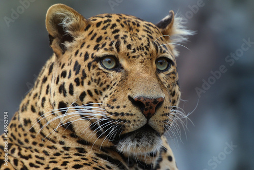 Leopard (Panthera pardus) auch Panther oder Panter, Raubkatze, Afrika, Südasien © Aggi Schmid