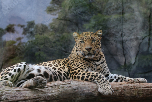 Leopard  Panthera pardus  auch Panther oder Panter  Raubkatze  Afrika  S  dasien