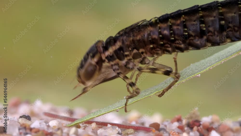 eine libellenlarve unter wasser als ganzes tier, als portrait, beim beute fangen, mehrere unterschiedliche szenen, 50 fps eine libellenlarve unter wasser als ganzes tier, als portrait, beim beute fangen, mehrere unterschiedliche szenen, 50 fps